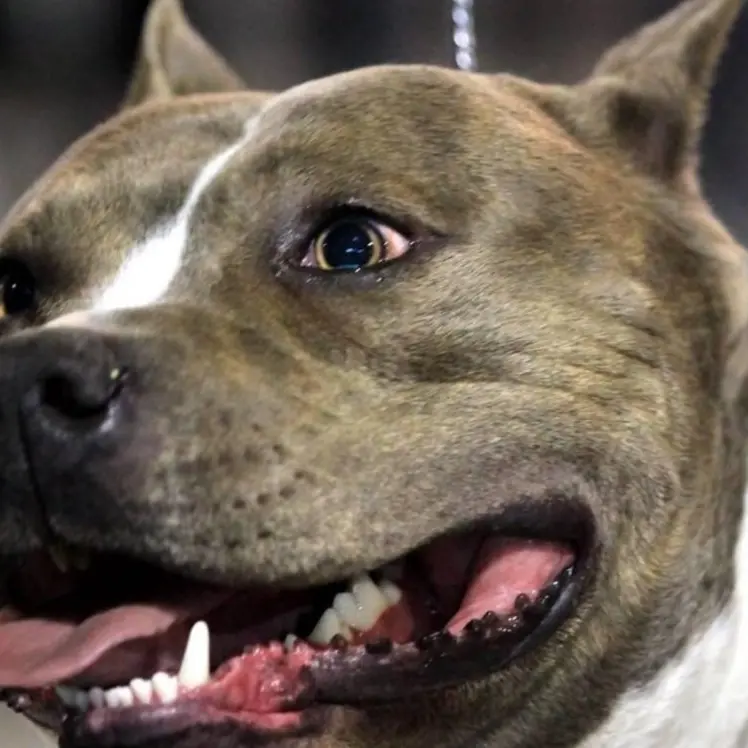 Maltrattamento e traffico illecito di cani, denunciati allevatori e veterinari del Cosentino