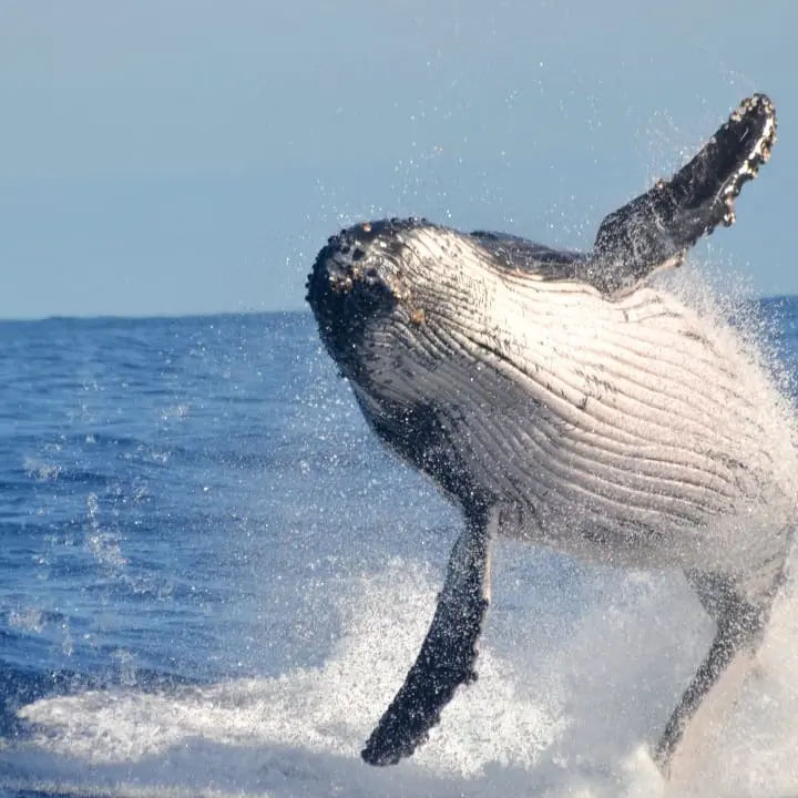 Usa, pescatore sub inghiottito da una balena: salvo grazie a un colpo di tosse