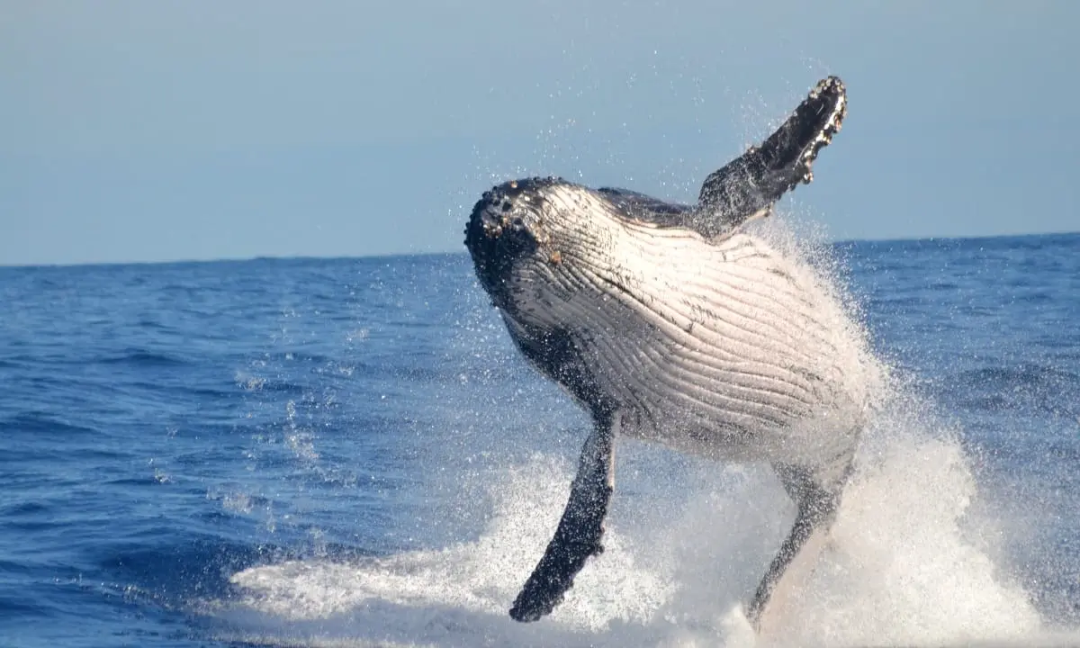 Usa, pescatore sub inghiottito da una balena: salvo grazie a un colpo di tosse