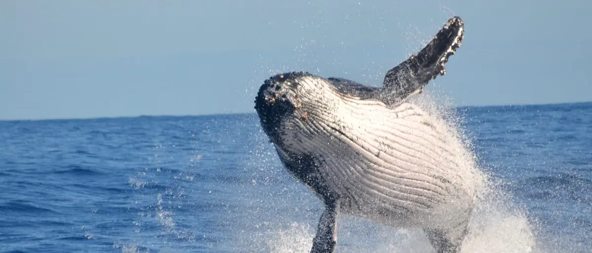 Usa, pescatore sub inghiottito da una balena: salvo grazie a un colpo di tosse