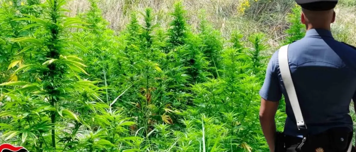 Piantagioni di marijuana a Bovalino, arrestati due giovani