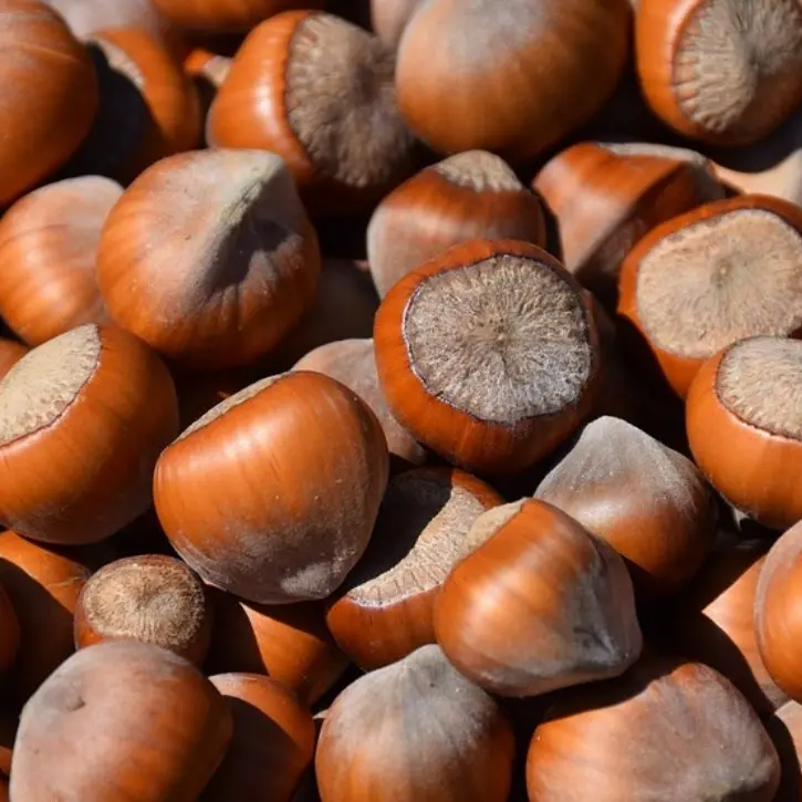 Nocciole di Calabria e Nutella, la Regione pronta a siglare un accordo con Ferrero
