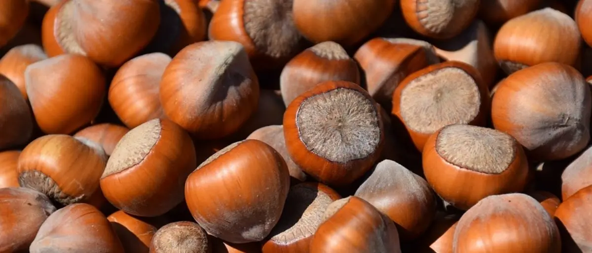 Nocciole di Calabria e Nutella, la Regione pronta a siglare un accordo con Ferrero