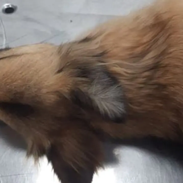 Cosenza, allarme polpette avvelenate: almeno quattro cani uccisi