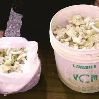 Viola i divieti per andare a funghi nel Parco del Pollino: sanzionato