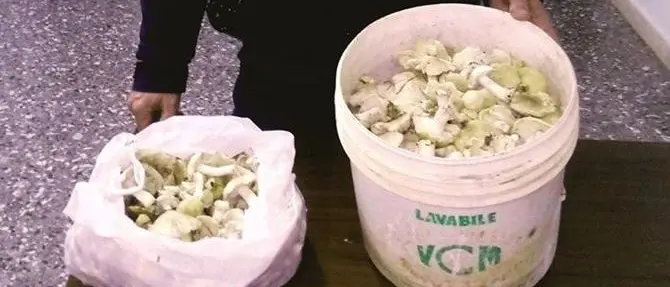 Viola i divieti per andare a funghi nel Parco del Pollino: sanzionato