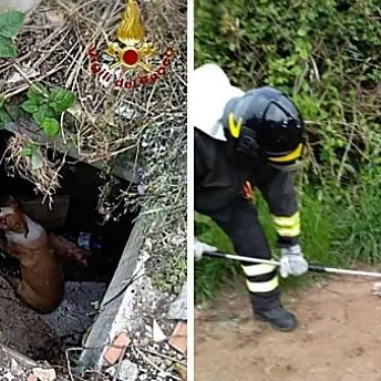 Vibo, cane cade in un pozzetto: salvato dai vigili del fuoco