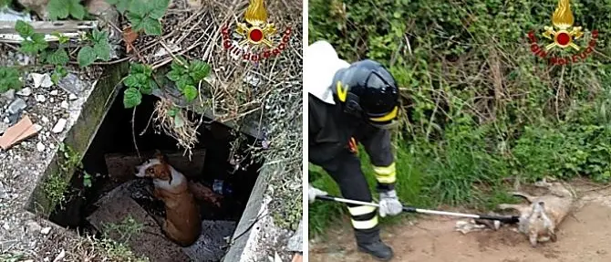 Vibo, cane cade in un pozzetto: salvato dai vigili del fuoco