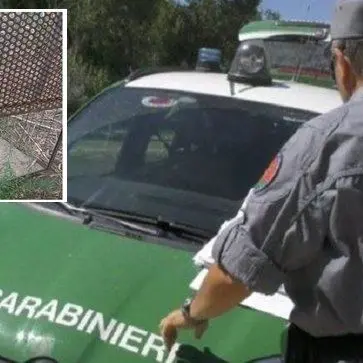 Lamezia, usavano gabbie trappola per catturare animali: due denunciati