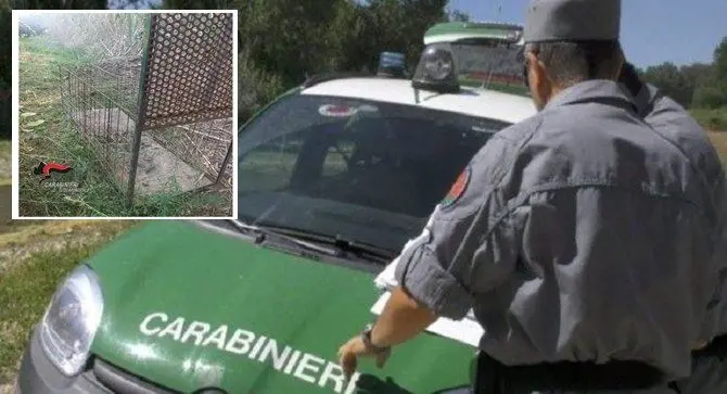 Lamezia, usavano gabbie trappola per catturare animali: due denunciati