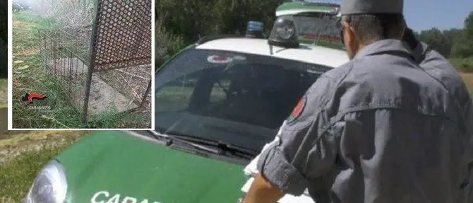 Lamezia, usavano gabbie trappola per catturare animali: due denunciati