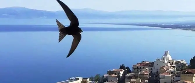 Rondini in tempo di pandemia: libertà da invidiare col naso all’insù