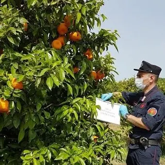 Corigliano, sequestrati 50 ettari di agrumeti impiantati abusivamente