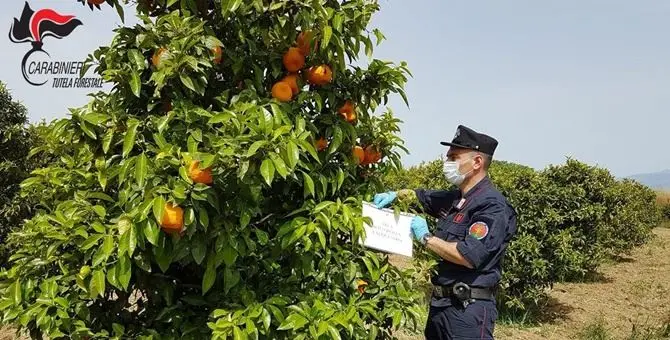 Corigliano, sequestrati 50 ettari di agrumeti impiantati abusivamente