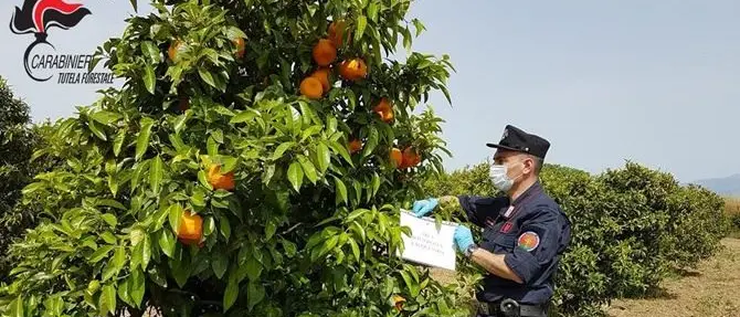 Corigliano, sequestrati 50 ettari di agrumeti impiantati abusivamente