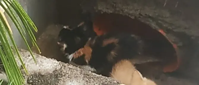 Taverna, gatti cadono in canale interrato: recuperati dai vigili del fuoco