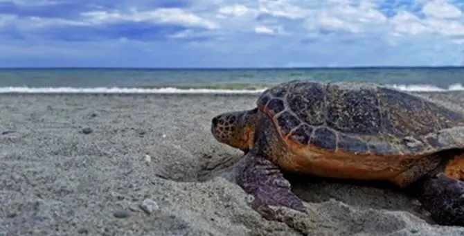 Calabria, le tartarughe Caretta caretta anticipano la nidificazione nella Locride