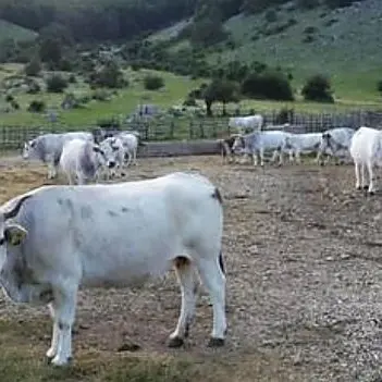 Chiudono strade pubbliche per far pascolare le mucche, tre denunce nel Crotonese