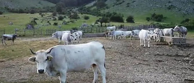 Chiudono strade pubbliche per far pascolare le mucche, tre denunce nel Crotonese