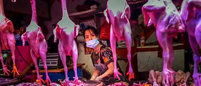 Dopo il coronavirus, la città di Wuhan vieta la carne selvaggina per 5 anni