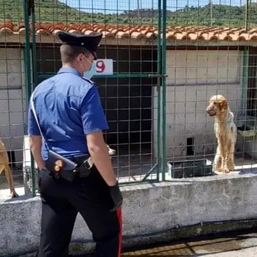 Sequestrato un canile lager nel Reggino: denunciati imprenditore e dirigente Asp