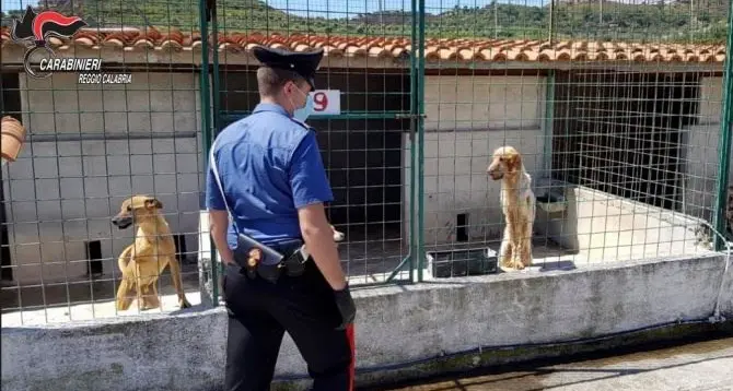 Canile di Sant’Ilario dello Jonio, accusati di truffa e maltrattamenti di animali: assolti tutti gli imputati