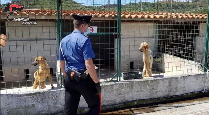 Sequestrato un canile lager nel Reggino: denunciati imprenditore e dirigente Asp