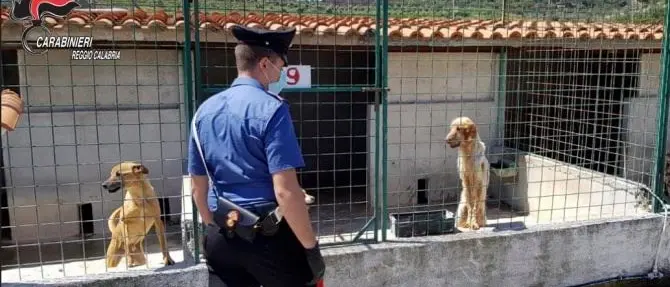 Sequestrato un canile lager nel Reggino: denunciati imprenditore e dirigente Asp