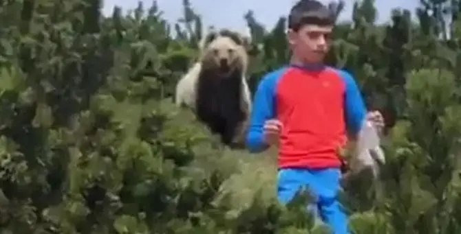 All’improvviso un orso, ma il bimbo mantiene la calma e si allontana: il video