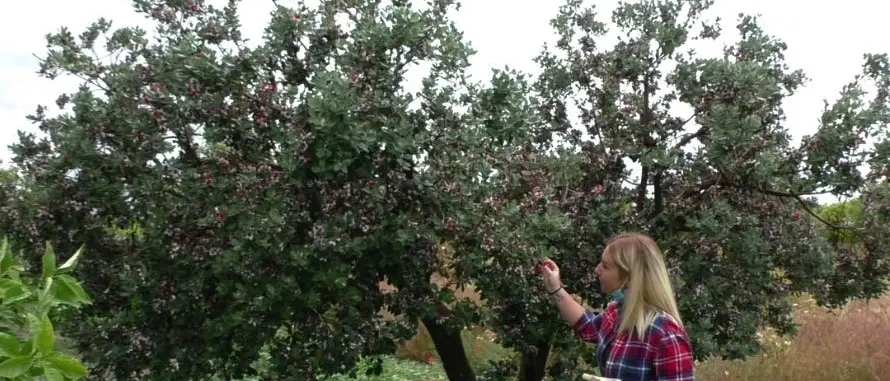 Locride, il ritorno all'agricoltura per sfidare la crisi: «Lavoro la terra e sono felice»