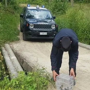 Cardellini e un fagiano in gabbia nel Cosentino: sequestrati e rimessi in libertà