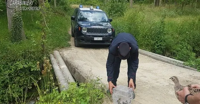 Cardellini e un fagiano in gabbia nel Cosentino: sequestrati e rimessi in libertà