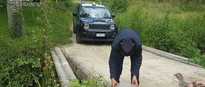 Cardellini e un fagiano in gabbia nel Cosentino: sequestrati e rimessi in libertà