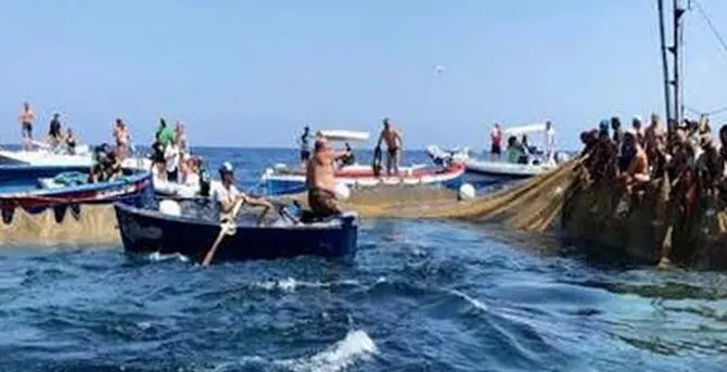 Pesca tonno rosso, cresce la quota riservata ai pescatori calabresi