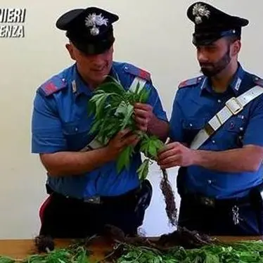 Coltivava la cannabis in giardino, denunciato 55enne nel Cosentino