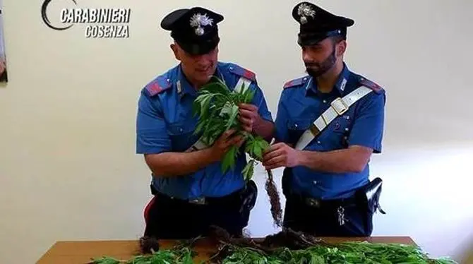 Coltivava la cannabis in giardino, denunciato 55enne nel Cosentino