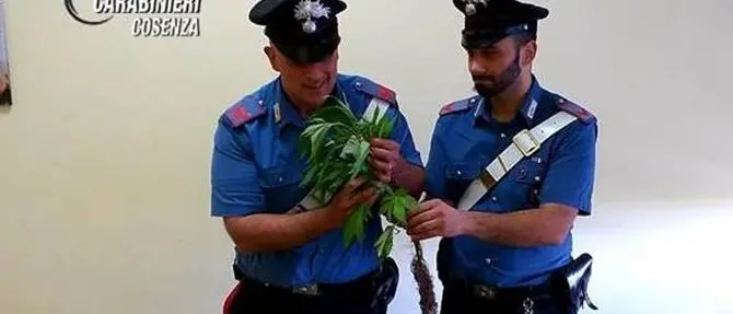 Coltivava la cannabis in giardino, denunciato 55enne nel Cosentino