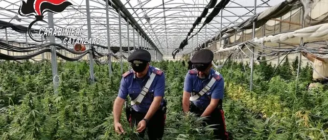 Sellia, scoperta maxi piantagione di marijuana: un business da milioni di euro