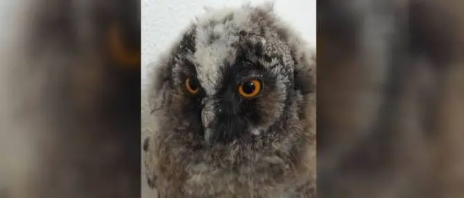 Giovane gufo in difficoltà recuperato nelle campagne del Vibonese
