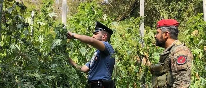 Piantagione di marijuana a Oppido, padre e figlio condannati e scarcerati