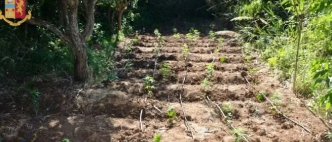 Vibo, sequestrate 100 piante di marijuana: due arresti