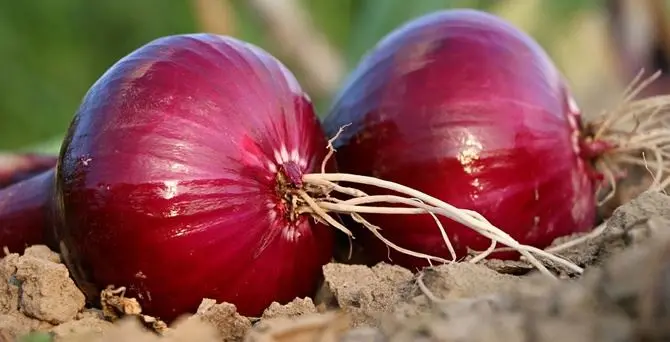 L’acqua per la cipolla costa troppo: è scontro agricoltori-Consorzio nel Vibonese