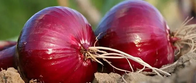 L’acqua per la cipolla costa troppo: è scontro agricoltori-Consorzio nel Vibonese