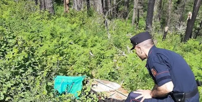 Rose, taglio non autorizzato di 300 alberi: tra i denunciati il sindaco