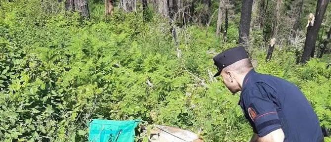 Rose, taglio non autorizzato di 300 alberi: tra i denunciati il sindaco