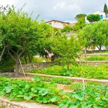 Reggio Calabria, rubati mezzi agricoli alla cooperativa Casa del sole