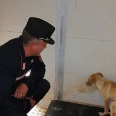 Cane ferito e sofferente salvato dai carabinieri nelle campagne del Cosentino