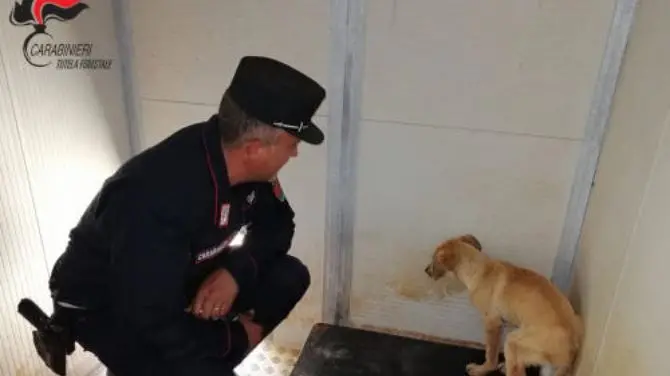 Cane ferito e sofferente salvato dai carabinieri nelle campagne del Cosentino