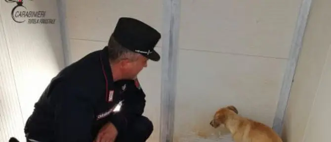 Cane ferito e sofferente salvato dai carabinieri nelle campagne del Cosentino