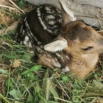 Cucciolo di capriolo investito da un trattore nel Pollino: salvato e curato